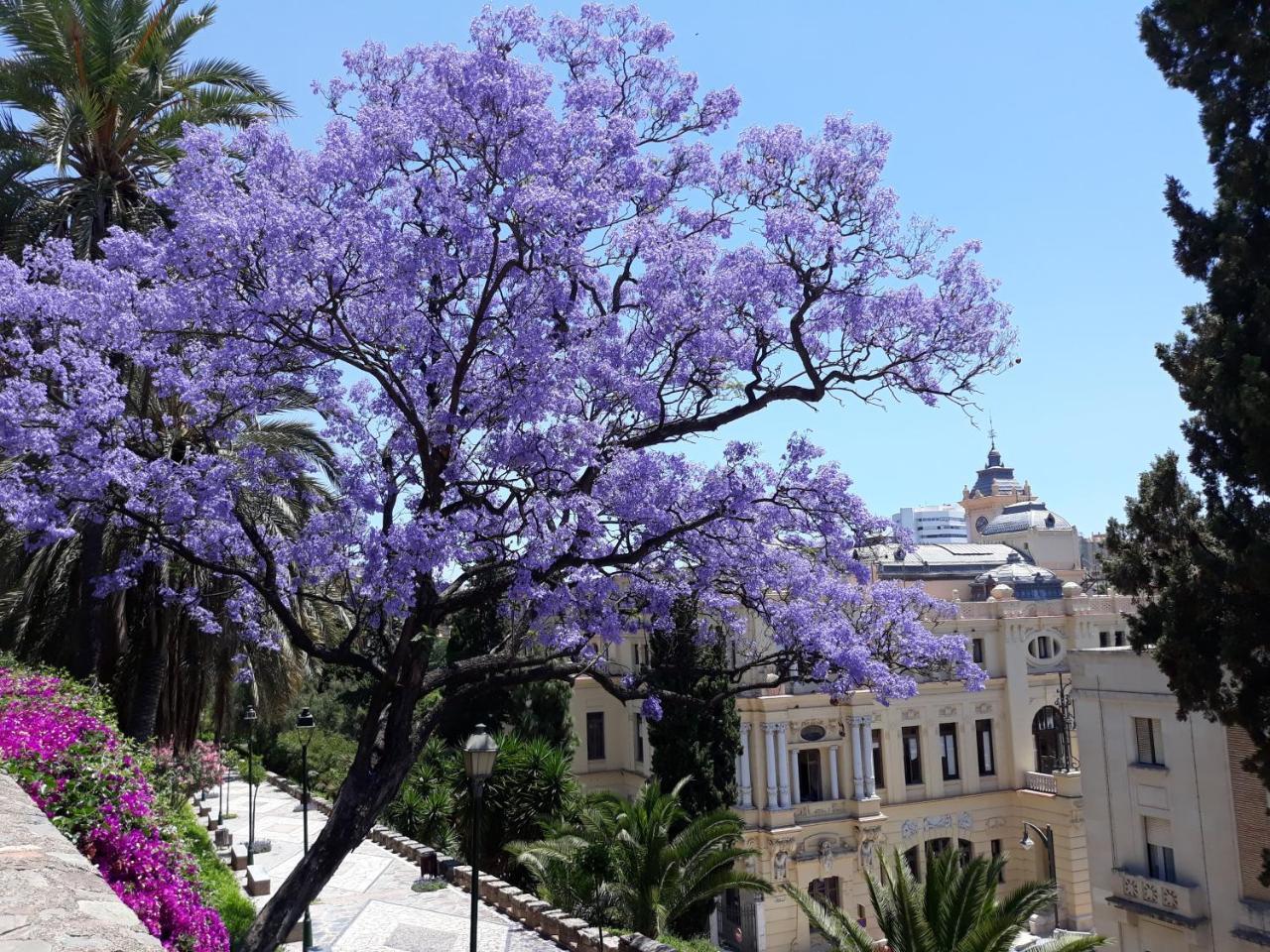 Stay Home & Away In The Heart Of Historical Town Of מאלגה מראה חיצוני תמונה